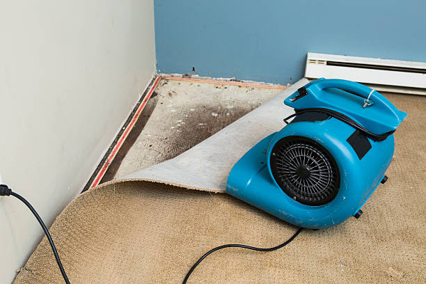 Best Basement water damage restoration  in Hartington, NE